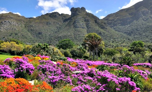 Kirstenbosch Gardens, Cape Town - Ticket Prices & Hours | Free-City ...